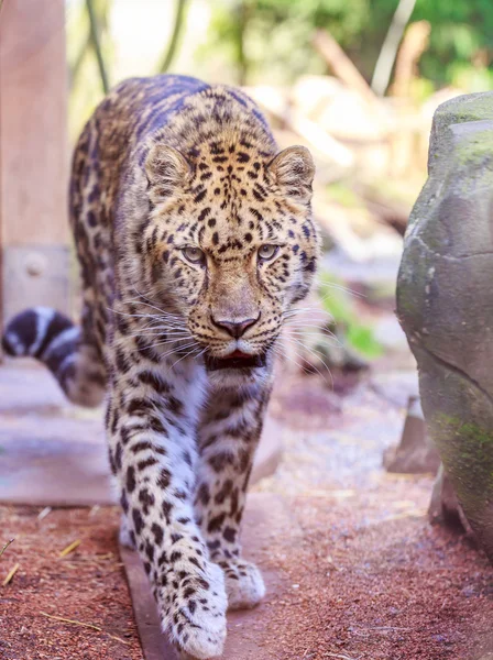 Amur Leopardo — Foto Stock