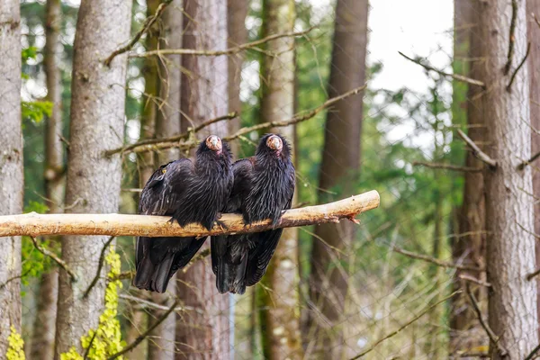 Condor della California — Foto Stock