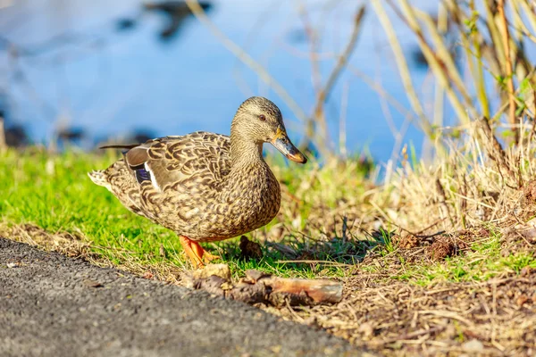 Canards colverts femelles — Photo