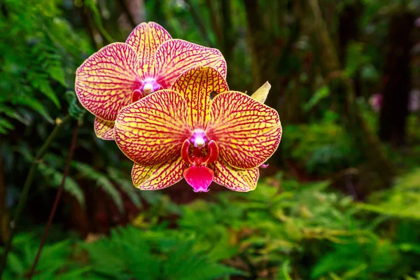 Orchidée parfumée en pleine fleur — Photo