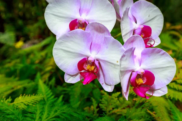 Orquídea perfumada em flor completa — Fotografia de Stock