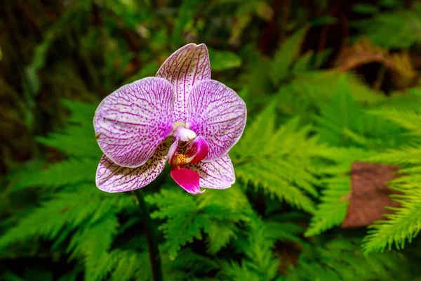Orquídea perfumada em flor completa — Fotografia de Stock
