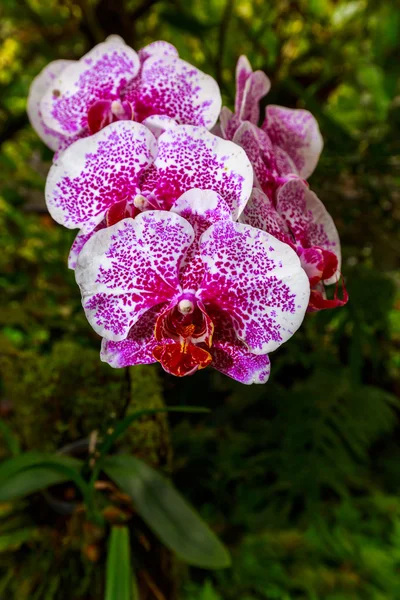 Orquídea perfumada em flor completa — Fotografia de Stock