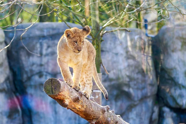 カブのライオン — ストック写真
