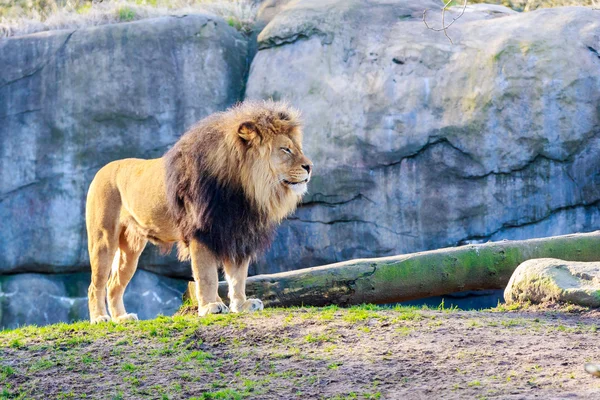 Löwe — Stockfoto