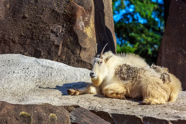 Mountain goat — Stockfoto