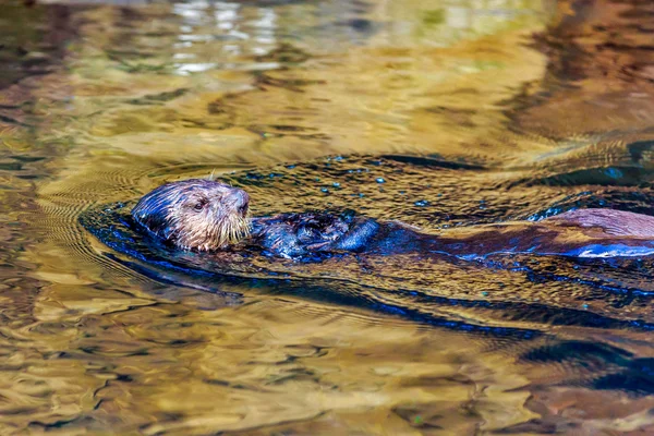 Loutre de mer — Photo