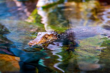 Cüce Caiman su