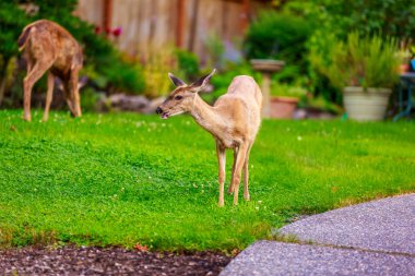 Mule Deer in Backyard clipart