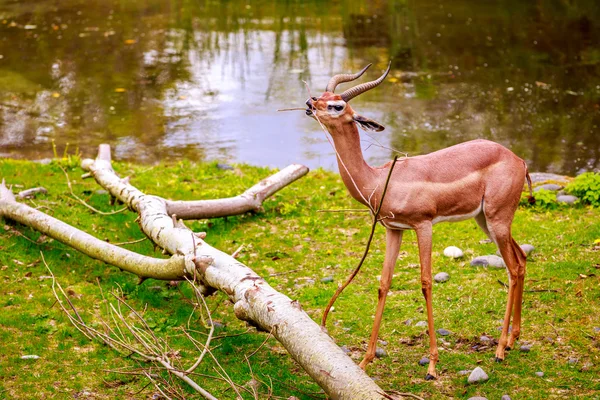 Gazelle feeding — Stock Photo, Image