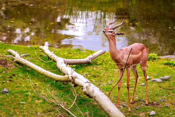 Gazelle feeding — Stock Photo, Image