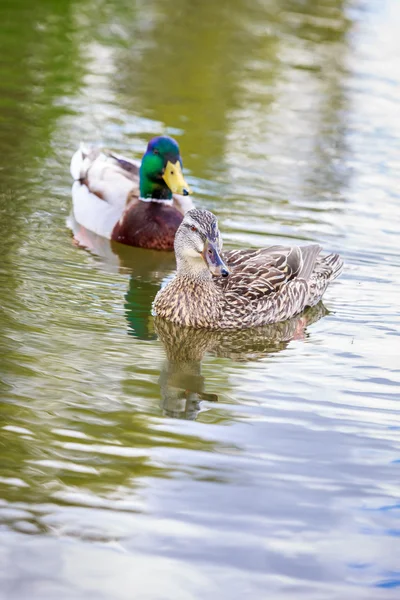 Mallard paar — Stockfoto