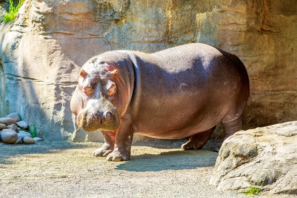 Hippo staande — Stockfoto