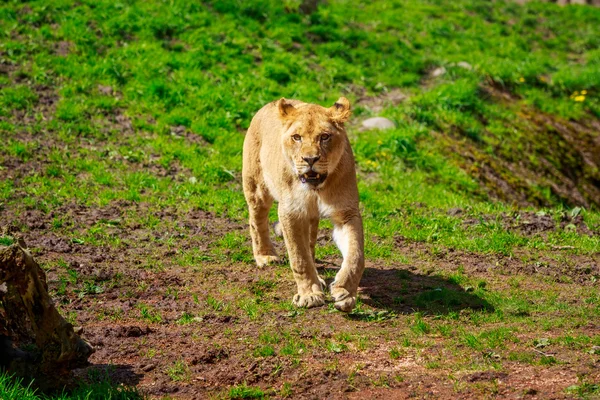 Löwin nähert sich — Stockfoto
