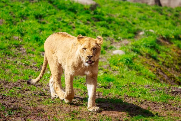 La leonessa si avvicina — Foto Stock