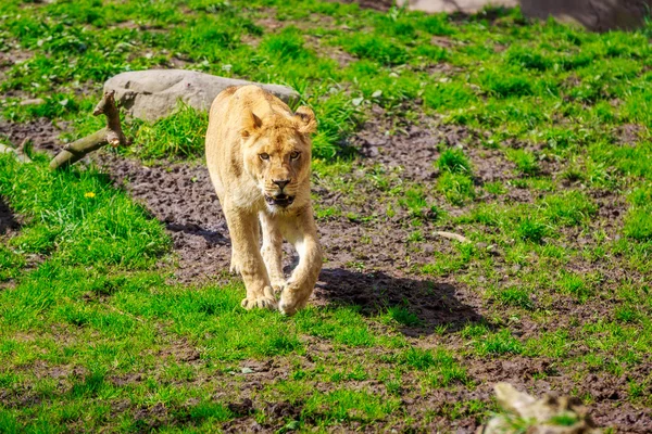 La leonessa si avvicina — Foto Stock