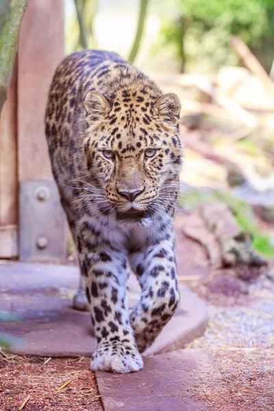 Amur Leopardo — Foto Stock