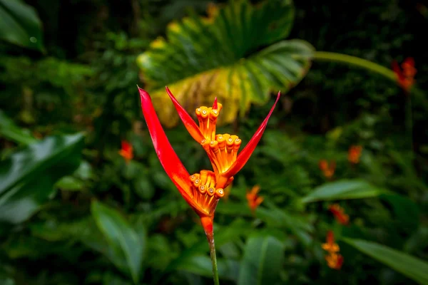 Flor de heliconia laranja — Fotografia de Stock