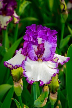 Sakallı iris çiçeği