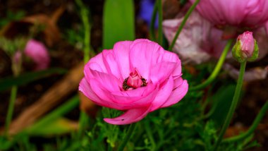 tam çiçeği güzel Şakayık