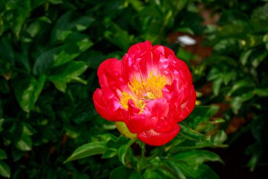 tam çiçeği güzel Şakayık