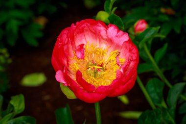 tam çiçeği güzel Şakayık