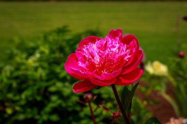 tam çiçeği güzel Şakayık