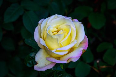 Tam çiçeği güzel gül