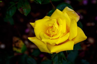 Tam çiçeği güzel gül