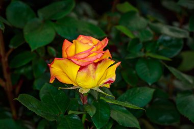 Tam çiçeği güzel gül