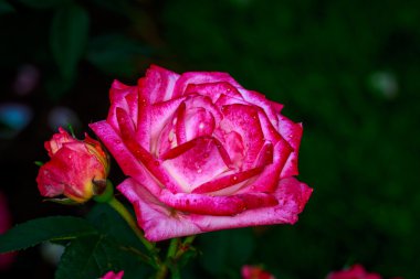 Tam çiçeği güzel gül