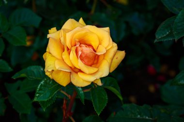 Tam çiçeği güzel gül