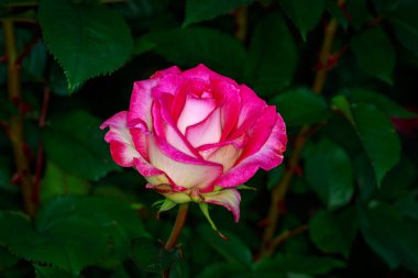 Tam çiçeği güzel gül