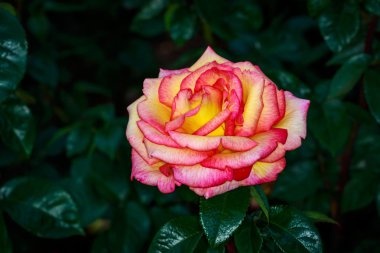 Tam çiçeği güzel gül