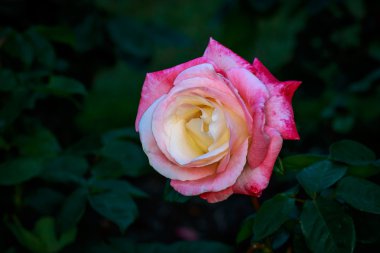 Tam çiçeği güzel gül