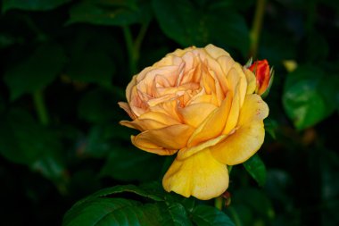 Tam çiçeği güzel gül