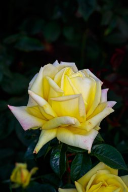 Tam çiçeği güzel gül