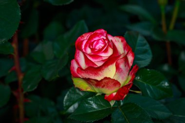 Tam çiçeği güzel gül