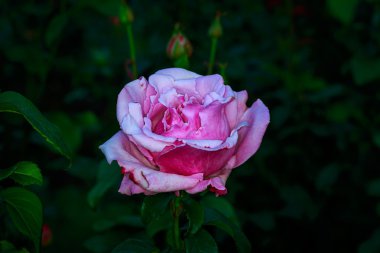 Tam çiçeği güzel gül