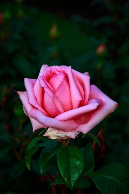 Tam çiçeği güzel gül