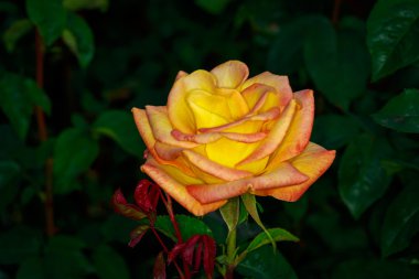 Tam çiçeği güzel gül