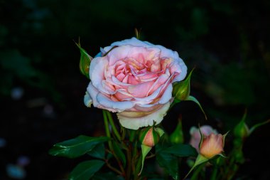 Tam çiçeği güzel gül