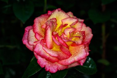 Tam çiçeği kokulu gül