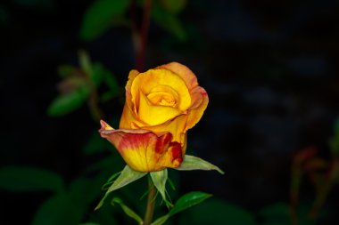 Golden rose