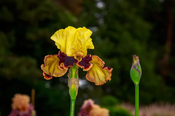 Vousatý iris květ — Stock fotografie