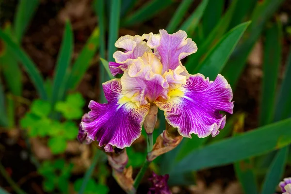 Brodaty irys kwiat — Zdjęcie stockowe