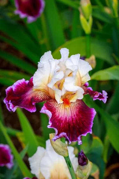 Flor de íris barbuda — Fotografia de Stock