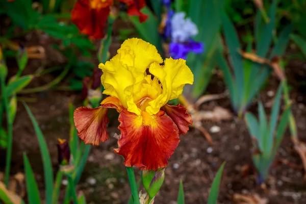 髭アイリスの花 — ストック写真