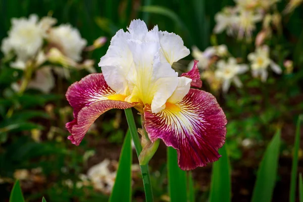 Flor de íris barbuda — Fotografia de Stock