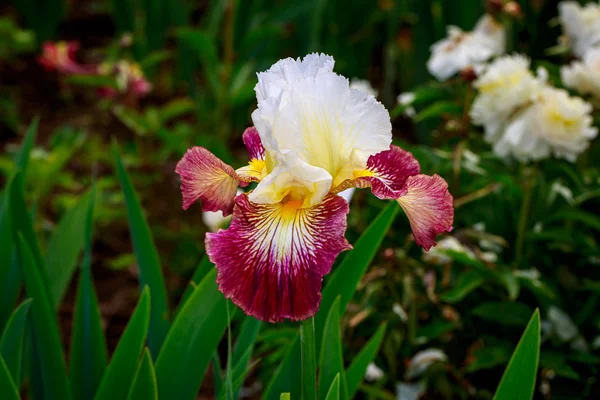 Flor de íris barbuda — Fotografia de Stock